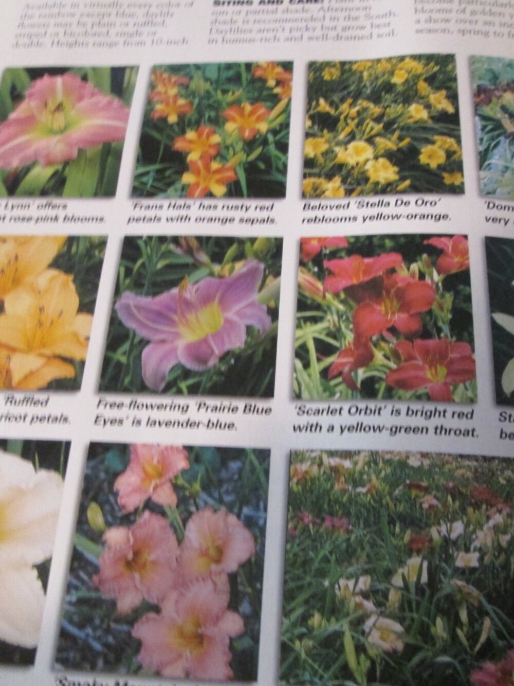 7 mixed colors of Daylily Red Yellows orange and bi color purple yellow